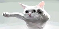 LongCat Is Loooooong!