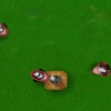 battlefields