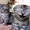 cat laugh