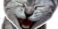 Cat laughs 2