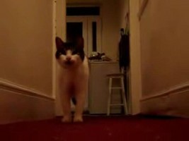 Creepy Ass Talking Cat