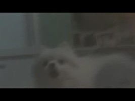 Dogdial