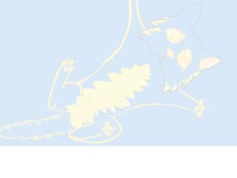 KittenCannonHacked