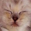 More adorable kittens