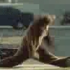 Pedo Bear Dance