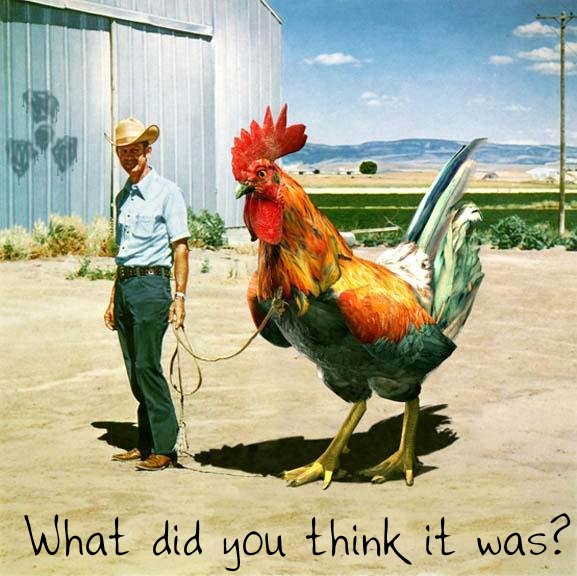 A big cock