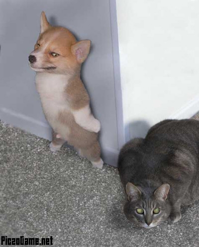 Cat and Dog Hide and seek